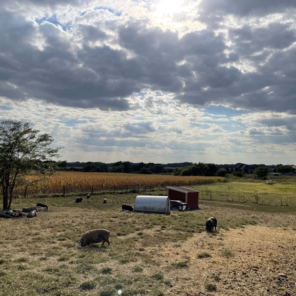 A field with pits grazing and cloudy sky above.