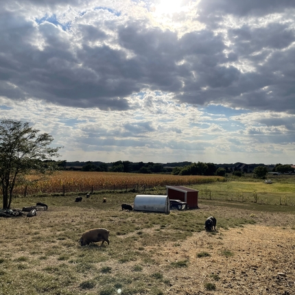 Un campo con hoyos pastando y cielo nublado arriba.