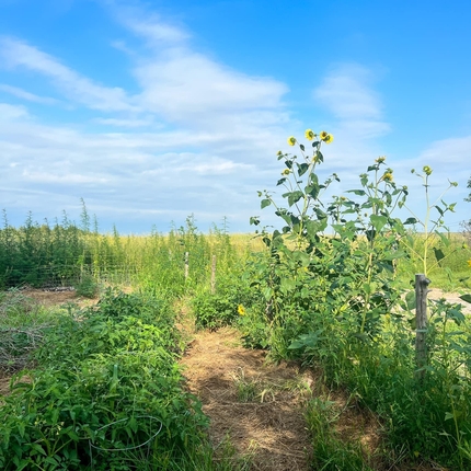 Pequeño jardín con girasoles y otras plantas verdes bajo un cielo azul con algunas nubes blancas