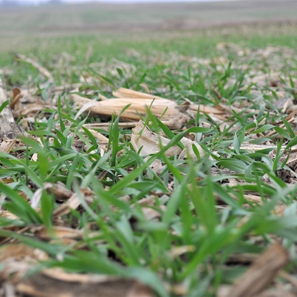 Field of cover crops
