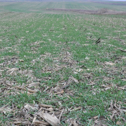 Un campo agrícola con cultivos verdes que surgen a través de tallos de maíz secos