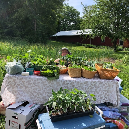 Katie Bettin peeking behind a long table with a table cloth drapped over it and baskets of vegetables on it in a garden with a red house in background