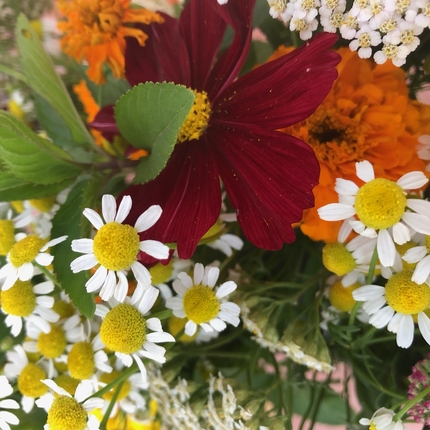 Chamomile and wild flowers in white, red and orange tones