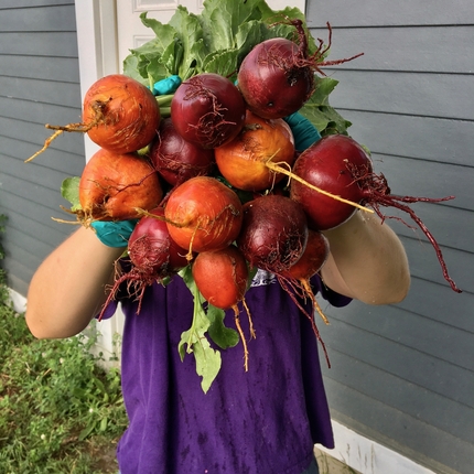 Individual holding a bunch of large vegetables in orange and dark red blocking their face