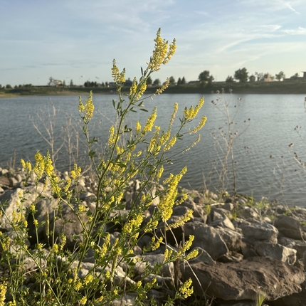 Plants and rocks alongside a lake.
