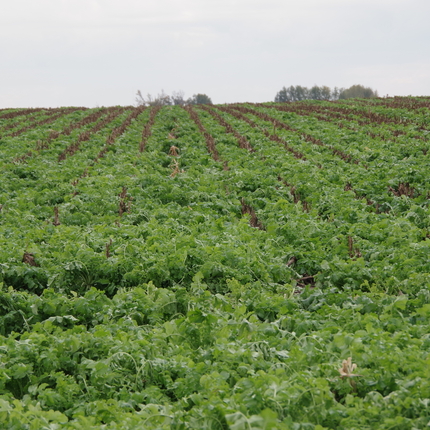 campo