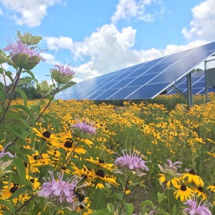 A solar panel with sunflowers and other wild flowers growing underneath
