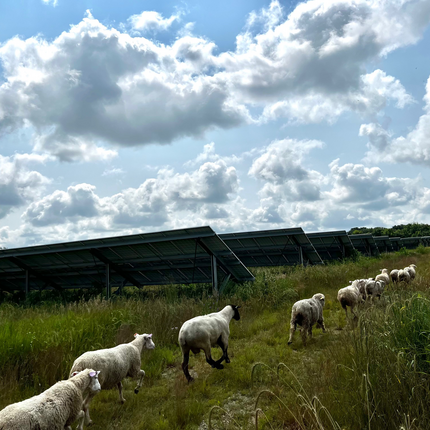 Sheep trot up a trampled path in a field, appearing to run away from the camera. There is a solar array to their left.
