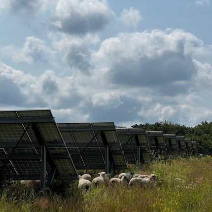 La parte trasera de una hilera de paneles solares en un campo, con al menos diez ovejas junto a ellos pastando en hierba alta y sana. El cielo está cubierto de nubes blancas y esponjosas con un toque de gris.