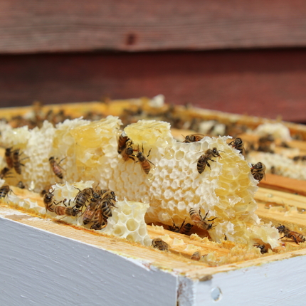 Inside of a beehive - honeybees on honeycomb