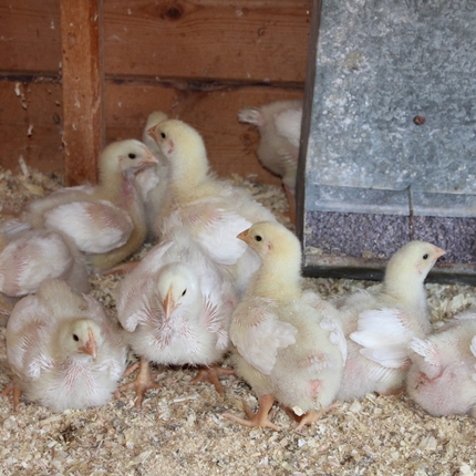 Baby chicks in hudled up in a chicken coop