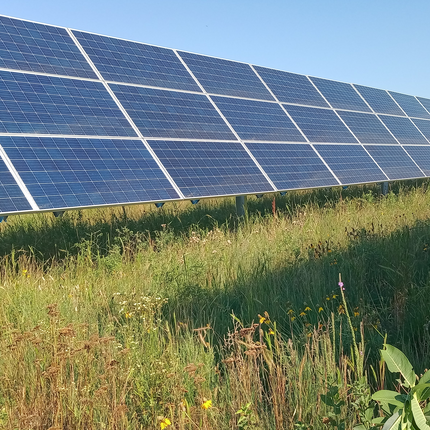 A solar array stands in a pasture with native grasses and plants. The sky is clear and blue.