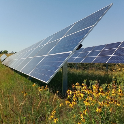 solar panels in a field with native plants below the panels.