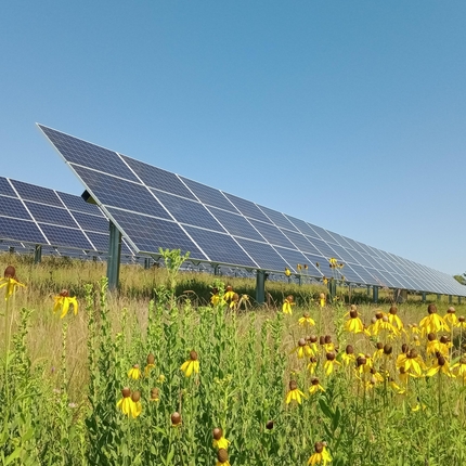 Solar panels in a field with native vegetation.