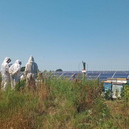 Bee hives and solar panels