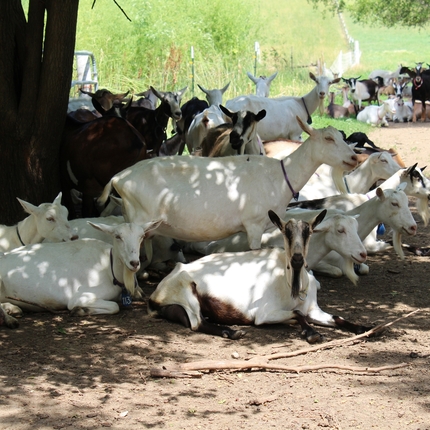 Cabras blancas y cafes sentadas en la tierra debajo de un árbol/White and brown goats sitting in a dirt field under a tree 