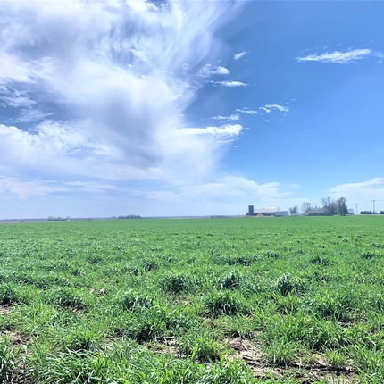 Cover crops planted in a field under a blue sky.