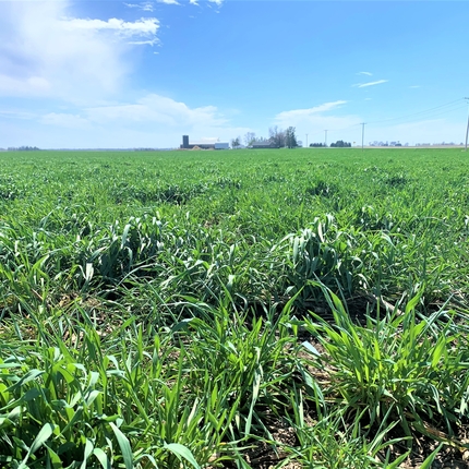 Un campo de cultivos de cobertura bajo un cielo azul.