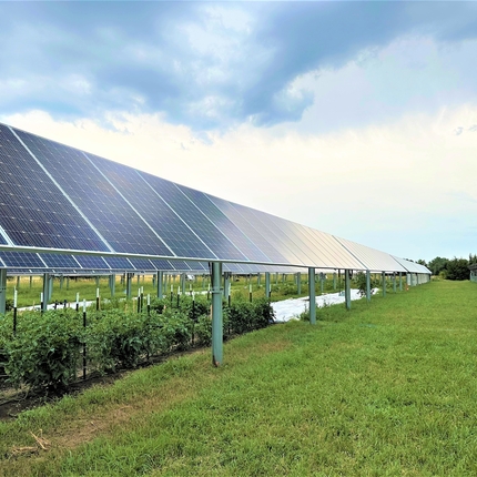 Crops planted around solar arrays in a farm field