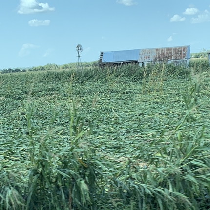 A field damaged by Iowa derecho