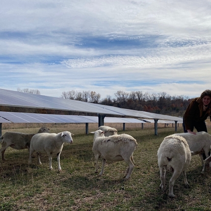 Woman working with sheep grazing on a solar site