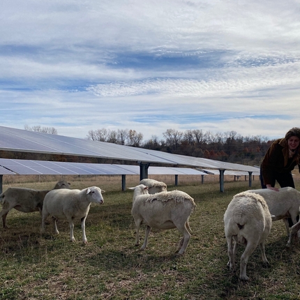 Mujer trabajando con ovejas pastando en un sitio solar