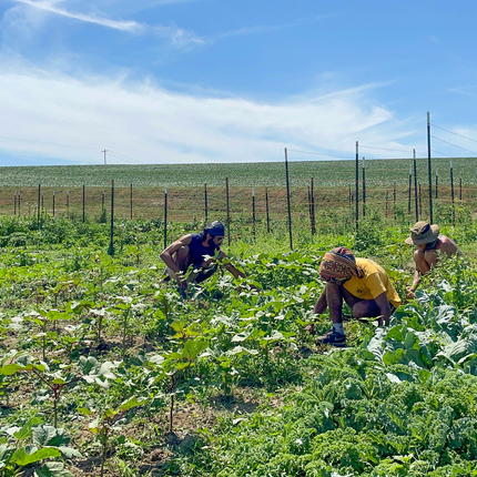 Three people bent down work in field with vegetables and over 20 posts in background under sunny blue skies 