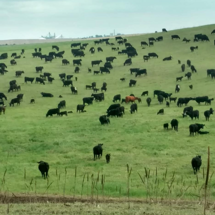 Una manada de vacas negras con un par de vacas marrones en un pastizal de hierba verde esponjosa con cielos brumosos.