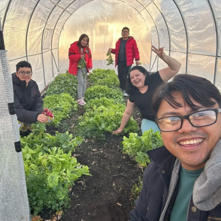 Sandra Lopes and his family are pictured in their hoop house, picking lettuces and radishes.