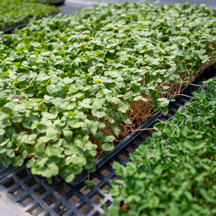 Young, green, leafy plants sprout from a black plastic container placed on a black grid. These plants appear to be growing in an indoor area.