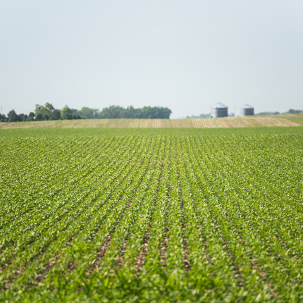 Green soybean field under a clear light blue sky with trees far in the distance