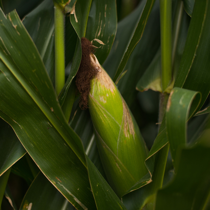 One corn peeking out from the green plant