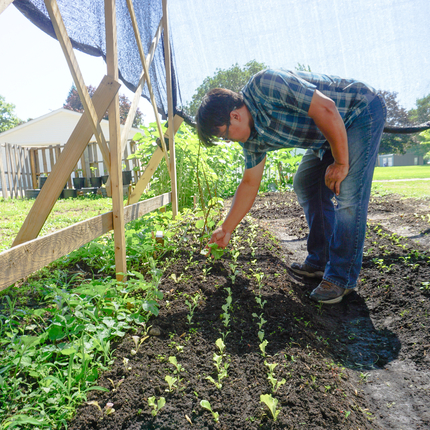 Latino man with glasses, short-sleeved blue plaid shirt and jeans, bending down and reaching toward sprouts of vegetables