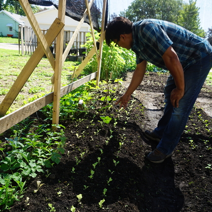  Un hombre de piel oscura que viste una camisa azul de manga corta y pantalones vaqueros revisa las plantas de su jardín.