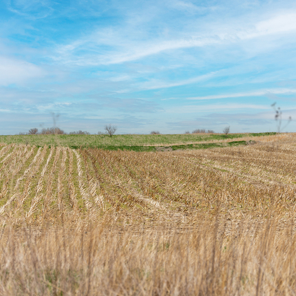 campo de cultivo de cobertura 