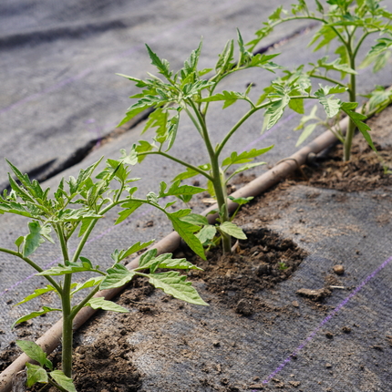 Tomates plantados en un túnel alto