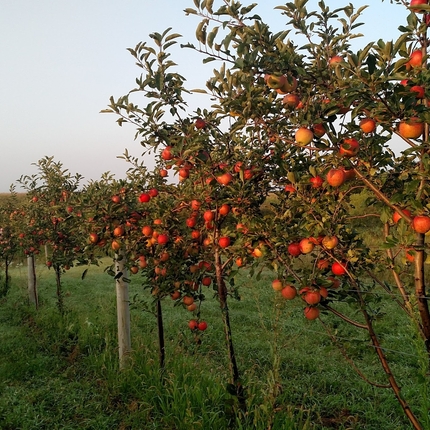 A line of red apple trees with fruit on them, on green grass with a light blue skyline in the background