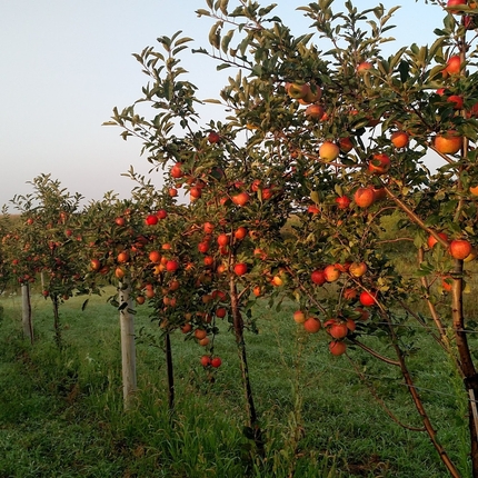 Una hilera de manzanos rojos con frutas sobre césped verde y un horizonte azul claro de fondo.