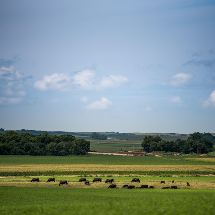 Rural landscape with livestock 
