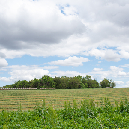 field with trees behind it