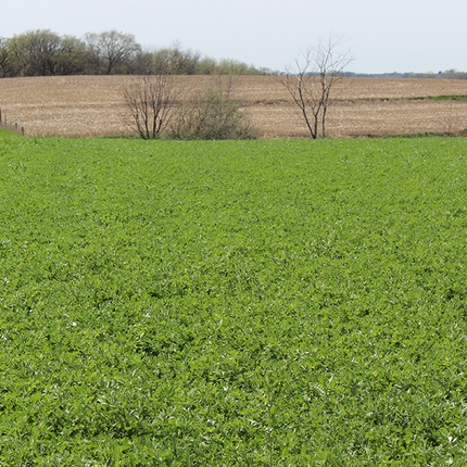 alfalfa field