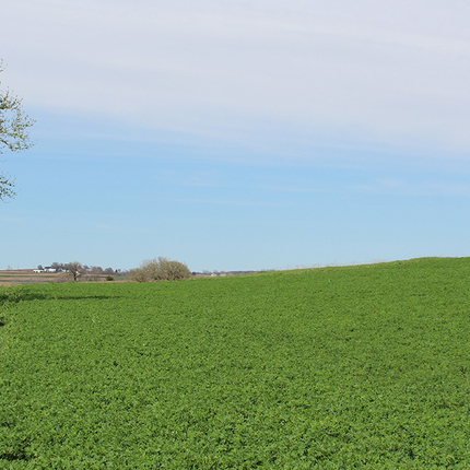 alfalfa field