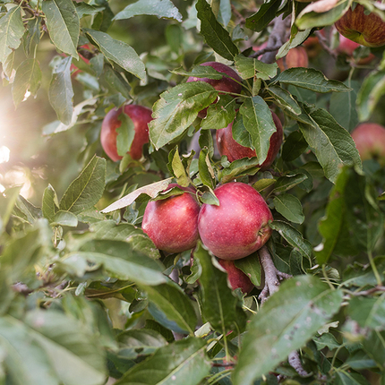apples in tree