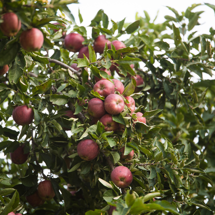 Manzanas en un árbol