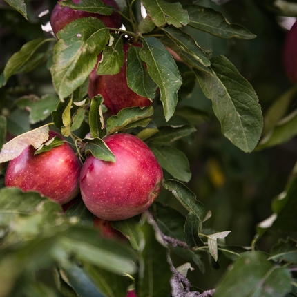 Red apples hanging in a tree surround by green leaves