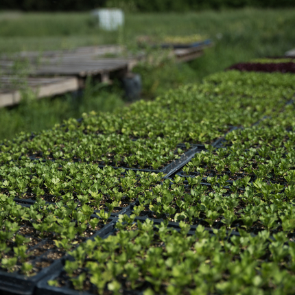 Greens in a greenhouse