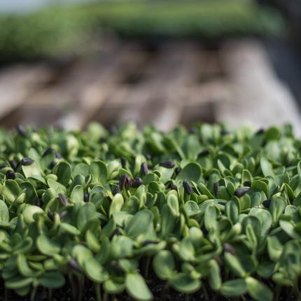 Imagen de las microverduras