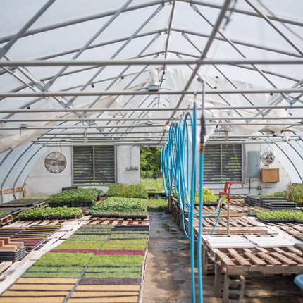 Hoop house with vegetables growing inside