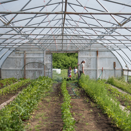 plantas que crecen dentro de la cubierta