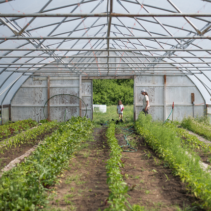 Hoop house with vegetables growing inside